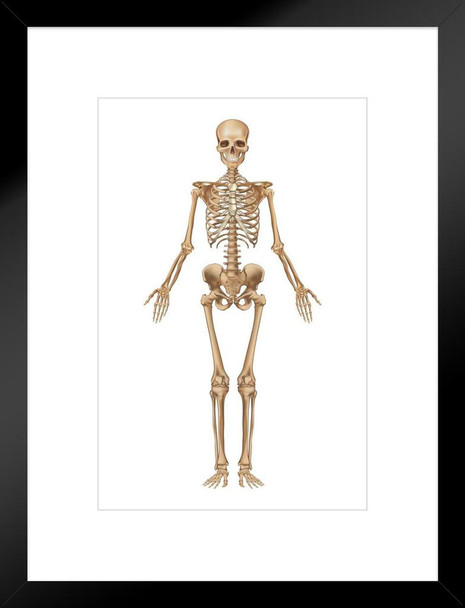 Full Human Skeleton Frontal View Detailed Illustration Medical Chart Matted Framed Art Print Wall Decor 20x26 inch