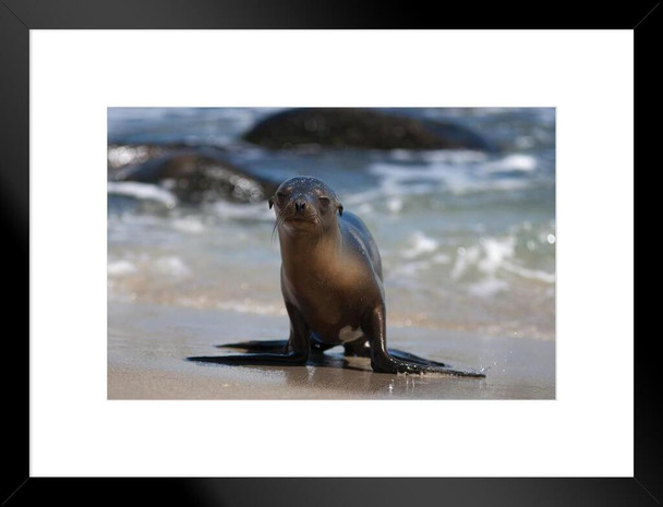 Baby Sea Lion on Beach La Jolla California Photo Sea Lion Posters of Wild Animals Sea Lion Print Pictures of the Sea Baby Sea Lion Wall Decor Kids Room Decor Matted Framed Art Wall Decor 26x20