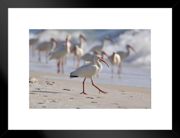 American White Ibis Along Southern Gulf Coast Photo Matted Framed Art Print Wall Decor 26x20 inch
