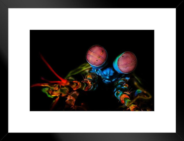 Peacock Mantis Shrimp Tropical Shellfish Cool Shellfish Poster Aquatic Wall Decor Fish Pictures Wall Art Underwater Picture of Fish for Wall Wildlife Reef Poster Matted Framed Art Wall Decor 26x20