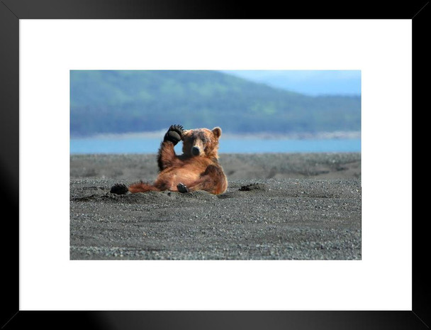 Alaskan Coastal Brown Bear Kodiak Waving Photo Matted Framed Art Print Wall Decor 26x20 inch