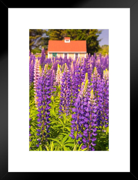 Lupines Growing in Cottage Garden Cape Elizabeth Photo Matted Framed Art Print Wall Decor 20x26 inch