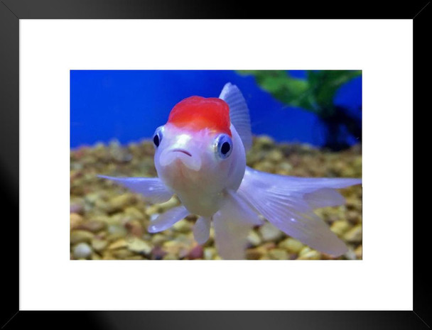 Pet Oranda Goldfish in an Aquarium Photo Cool Fish Poster Aquatic Wall Decor Fish Pictures Wall Art Underwater Picture of Fish for Wall Wildlife Reef Poster Matted Framed Art Wall Decor 26x20