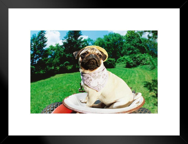 Funny Pug Wearing Straw Hat Bandana on Lawn Mower Photo Matted Framed Art Print Wall Decor 26x20 inch