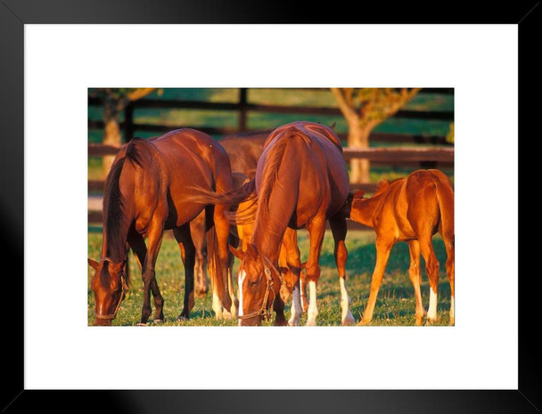 Horse Family Thoroughbred Mares Foals Horses Grazing in Pasture Grass Animal Farm Ranch Photo Photograph Matted Framed Art Wall Decor 26x20