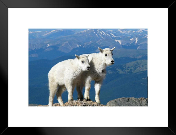 Best Pals Forever White Kid Goats Rocky Mountains Photo Matted Framed Art Print Wall Decor 26x20 inch