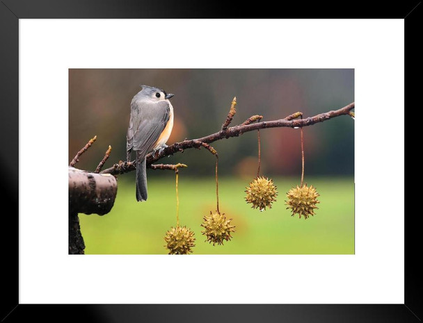 Tufted Titmouse Resting on Sycamore Branch Photo Bird Pictures Wall Decor Beautiful Art Wall Decor Feather Prints Wall Art Nature Wildlife Animal Bird Prints Matted Framed Art Wall Decor 26x20