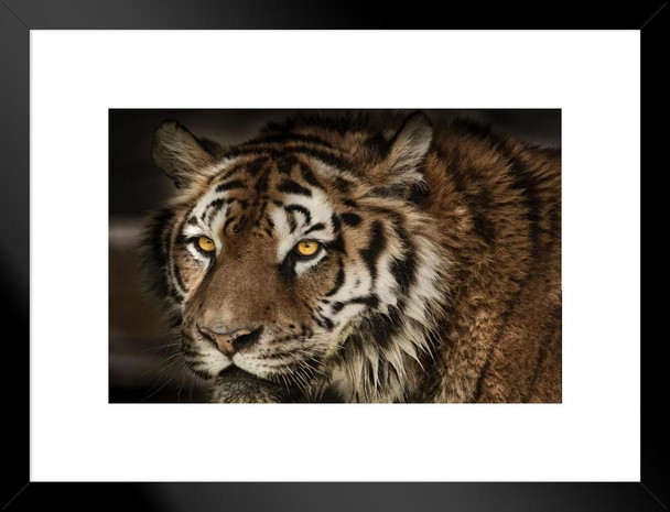 Close Up of a Majestic Tiger Face Tiger Art Print Tiger Pictures Wall Decor Tiger Stripe Print Jungle Animal Art Print Tiger Whiskers Decor Pictures of Tigers Matted Framed Art Wall Decor 26x20