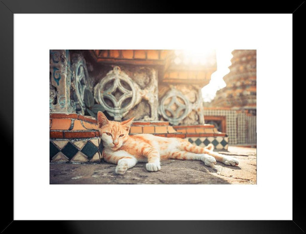 Cat Resting Against Sunlight Wat Pho Bangkok Photo Matted Framed Art Print Wall Decor 26x20 inch