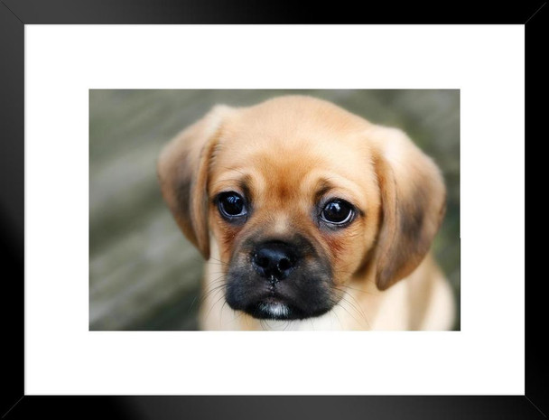 Sad Puppy Looking Worried Photo Puppy Posters For Wall Funny Dog Wall Art Dog Wall Decor Puppy Posters For Kids Bedroom Animal Wall Poster Cute Animal Posters Matted Framed Art Wall Decor 26x20