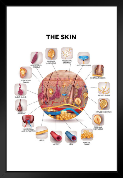 Human Skin Anatomy Cross Section Educational Chart Matted Framed Art Print Wall Decor 20x26 inch