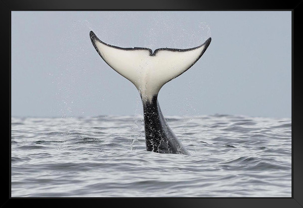 Killer Whales Off California Coast Pacific Ocean Near Carmel Photo Art Print Matted Framed Wall Art 26x20 inch