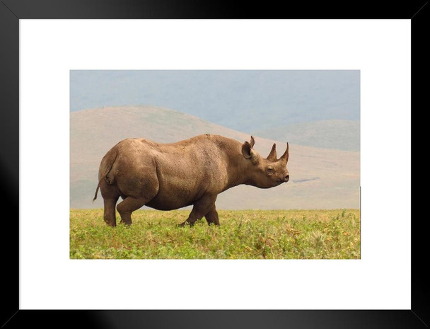 Black Rhinoceros Rhino on Savannas of Ngorongoro Conservation Area Photo Matted Framed Art Print Wall Decor 26x20 inch