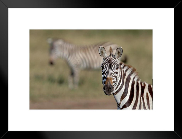 Zebra Portrait Close Up Serengeti National Park Africa Photo Matted Framed Art Print Wall Decor 26x20 inch
