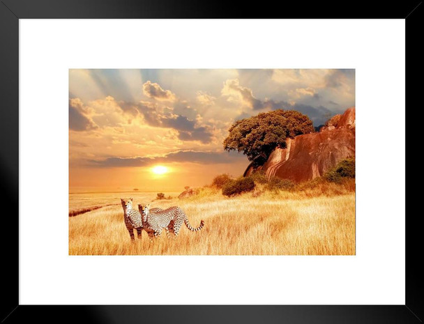 Cheetahs in the African Savanna at Sunset Cheetah Pictures Wall Decor Jungle Animal Pictures for Wall Posters of Wild Animals Savanna Pictures Cheetah Wall Decor Matted Framed Art Wall Decor 26x20