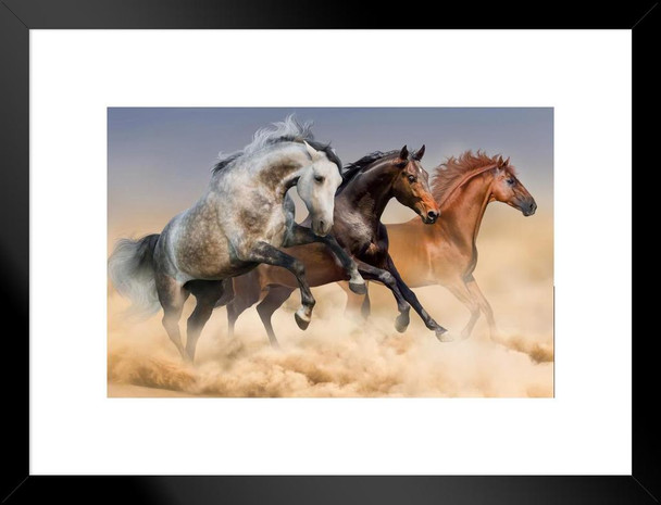Three Arabian Stallions Horses Running Through The Dust Photo Matted Framed Art Print Wall Decor 26x20 inch