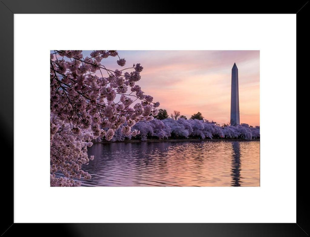 Blossoms Along the Basin Washington Monument Photo Matted Framed Art Print Wall Decor 26x20 inch