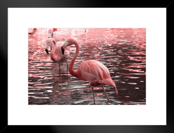 Just Pink Flamingos Wading in Water Photo Flamingo Prints Flamingo Wall Decor Beach Theme Bathroom Decor Wildlife Print Pink Flamingo Bird Exotic Beach Poster Matted Framed Art Wall Decor 26x20