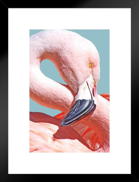 Pink Flamingo Face Head Figure 8 Neck Portrait Close Up Beak Bill Exotic Bird Animal Nature Photo Photograph Matted Framed Art Wall Decor 20x26