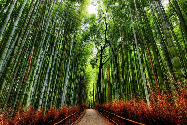 Laminated Bamboo Forest Trees With Path in Kyoto Japan Photo Art Print Poster Dry Erase Sign 18x12