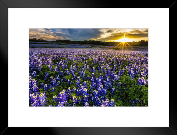 Texas Bluebonnet Flowers Field At Sunset Muleshoe Bend Recreation Area Photo Photograph Beach Palm Landscape Pictures Ocean Scenic Nature Photography Matted Framed Art Wall Decor 26x20