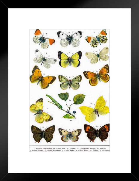 Brimstone Butterflies Larva 19th Century Illustration Butterfly Poster Vintage Poster Prints Butterflies in Flight Wall Decor Butterfly Illustrations Insect Art Matted Framed Art Wall Decor 20x26