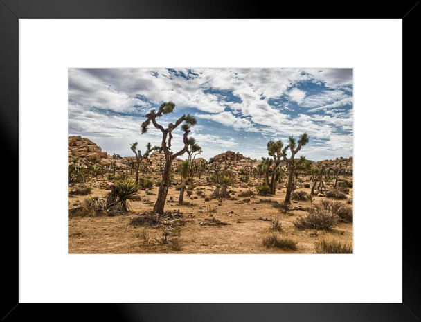 Joshua Trees Against Cloudy Sky Joshua Tree National Park California Photo Matted Framed Art Print Wall Decor 26x20 inch