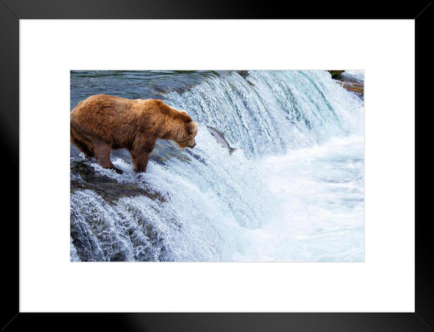 Bear Fishing for Salmon Katmai National Park Alaska Photo Matted Framed Art Print Wall Decor 26x20 inch