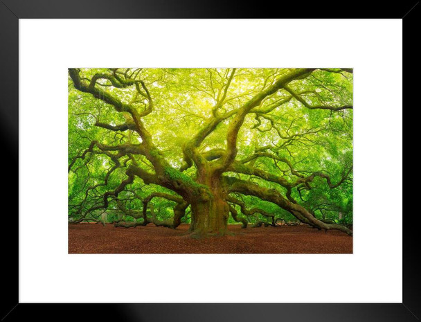 Angel Oak Tree Canopy Charleston South Carolina Photo Art Print Matted Framed Wall Art 26x20 inch