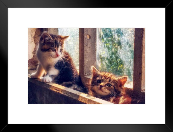 Cute Little Kittens in Window Sill Photo Baby Animal Portrait Photo Cat Poster Cute Wall Posters Kitten Posters for Wall Baby Cat Poster Inspirational Cat Poster Matted Framed Art Wall Decor 26x20