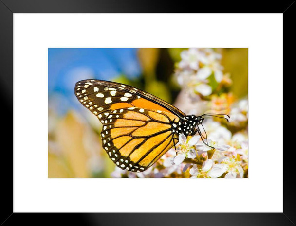 Monarch Butterfly Taking Nectar From a Flower Photo Matted Framed Art Print Wall Decor 26x20 inch