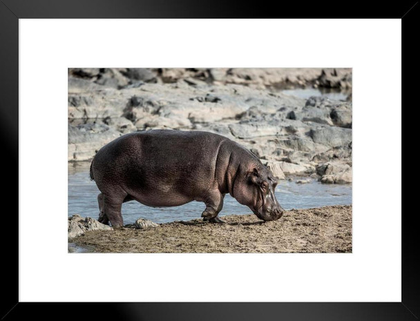 Hippopotamus Near River Serengeti National Park Photo Art Print Matted Framed Wall Art 26x20 inch