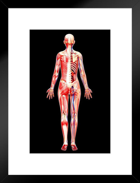 Female Anatomy Human Body Classroom Educational Chart Matted Framed Art Print Wall Decor 20x26 inch