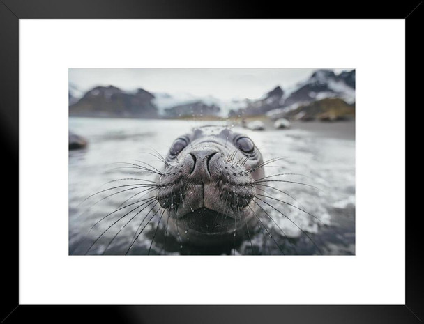 Inspection Extreme Close Up of Baby Seal Photo Seal Posters of Wild Animals Seal Print Pictures of the Sea Baby Seal Wall Decor Kids Room Decor Underwater Matted Framed Art Wall Decor 26x20