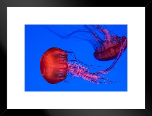 Graceful Jellyfish Swimming Underwater Photo Photograph Jellyfish Sign Cool Fish Poster Marine Art Marine Life Art Jellyfish Decor Swimming Ocean Life Art Matted Framed Art Wall Decor 26x20