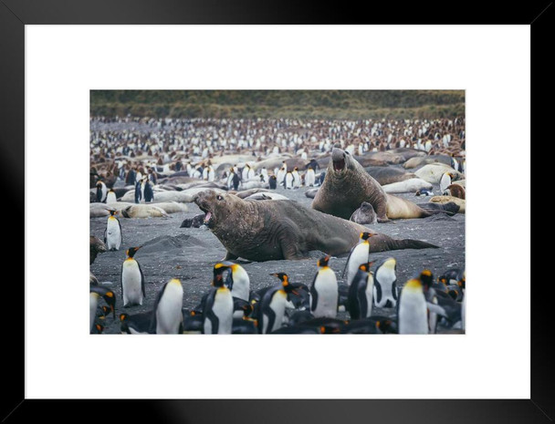 Fight Time Elephant Seals Surrounded by Penguins Photo Matted Framed Art Print Wall Decor 26x20 inch