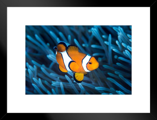 Ocellaris Clownfish Among Tentacles Sea Anemone Photo Matted Framed Art Print Wall Decor 26x20 inch