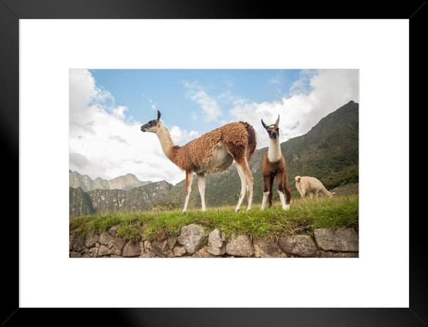 Llama Overlooking Ruins of Machu Picchu Peru Photo Matted Framed Art Print Wall Decor 26x20 inch