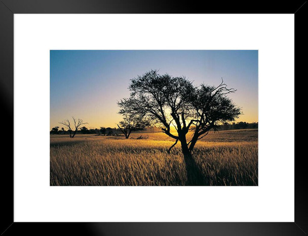 Camelthorn Tree in Kalahari Landscape at Sunset Photo Matted Framed Art Print Wall Decor 26x20 inch