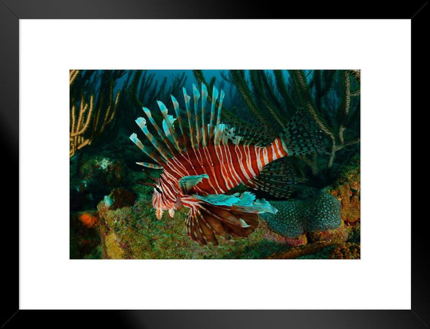 Lionfish Swimming in the Caribbean Sea Photo Cool Fish Poster Aquatic Wall Decor Fish Pictures Wall Art Underwater Picture of Fish for Wall Wildlife Reef Poster Matted Framed Art Wall Decor 26x20