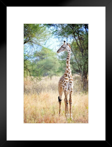 Cute Adolescent Giraffe in Tarangire Tanzania Photo Matted Framed Art Print Wall Decor 20x26 inch