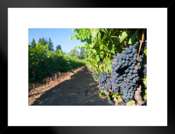 Clusters of Grapes on the Vines at a Vineyard Photo Matted Framed Art Print Wall Decor 26x20 inch