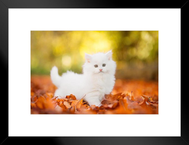 Cute White Kitten Stalking in Autumn Leaves Baby Animal Portrait Photo Cat Poster Cute Wall Posters Kitten Posters for Wall Baby Poster Inspirational Cat Poster Matted Framed Art Wall Decor 26x20