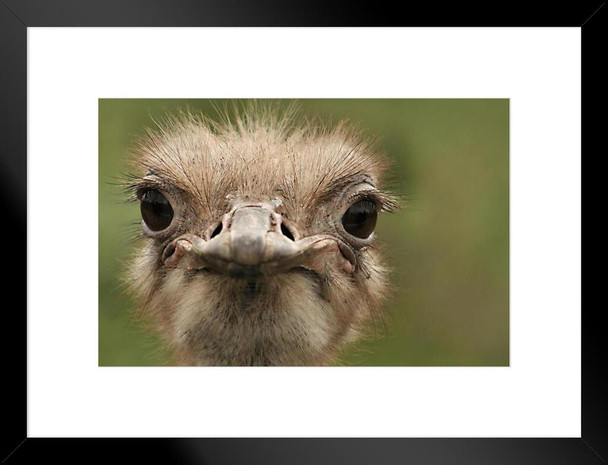 Ostrich Portrait Close Up Photo Large Bird Pictures Wall Decor Beautiful Art Wall Decor Feather Prints Wall Art Nature Africa Wildlife Animal Bird Prints Matted Framed Art Wall Decor 26x20