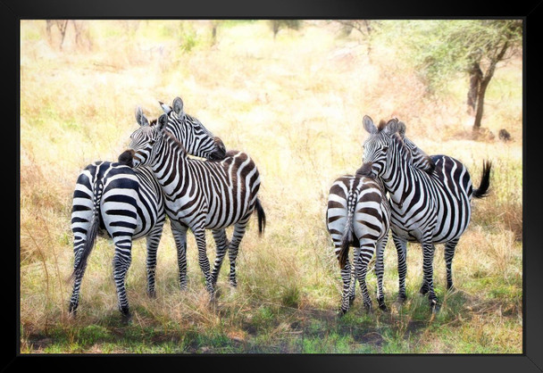 Two Pair of Zebra on Alert Photograph Zebra Pictures Wall Decor Zebra Black and White Animal Print Living Room Decor Zebra Print Decor Animal Pictures for Wall Matted Framed Art Wall Decor 26x20