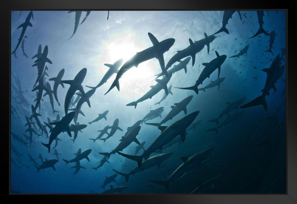 Schools of Silky Sharks During Mating Rituals Photo Matted Framed Art Print Wall Decor 26x20 inch
