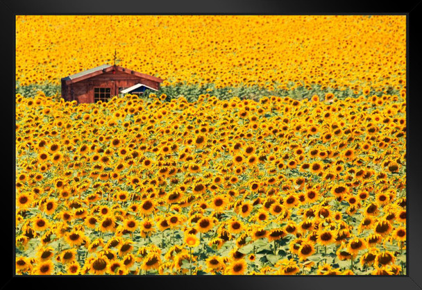 Sunflowers Photo Photograph Plant Room Decor Aesthetic Plant Art Prints Large Botanical Poster Nature Wall Art Decor Boho Pictures Wall Decor Flower Field Prints Matted Framed Art Wall Decor 26x20