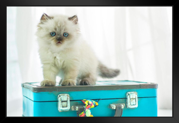 Baby Himalayan Cat Standing on Vintage Suitcase Photo Matted Framed Art Print Wall Decor 26x20 inch
