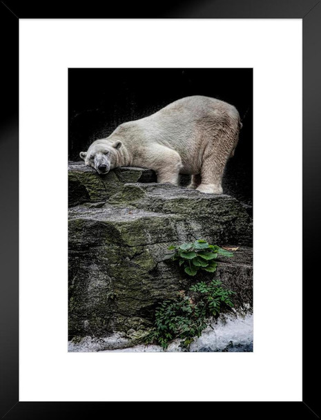 The Contented Bear by Chris Lord Photo White Polar Big Bear Poster Large Bear Picture of a Bear Posters for Wall Bear Print Wall Art Bear Pictures Wall Decor Matted Framed Art Wall Decor 20x26