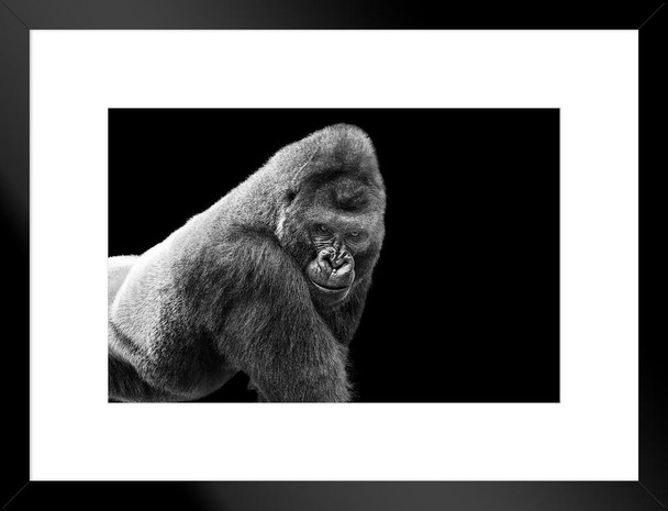 Adult Gorilla Staring Portrait Photo Pictures Of Gorillas Poster Primate Poster Gorilla Picture Paintings For Living Room Tropical Nature Wildlife Art Print Matted Framed Art Wall Decor 26x20